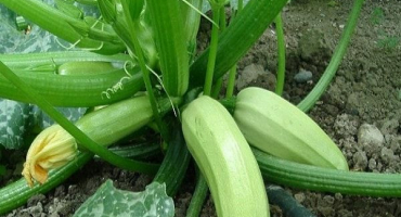 Jak často a správně zalévat cukety na otevřeném poli